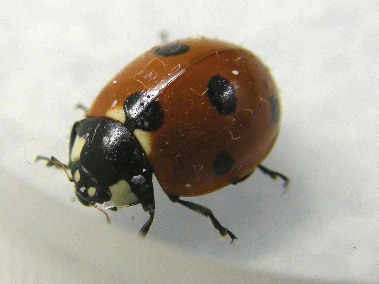 Coccinella septempunctata