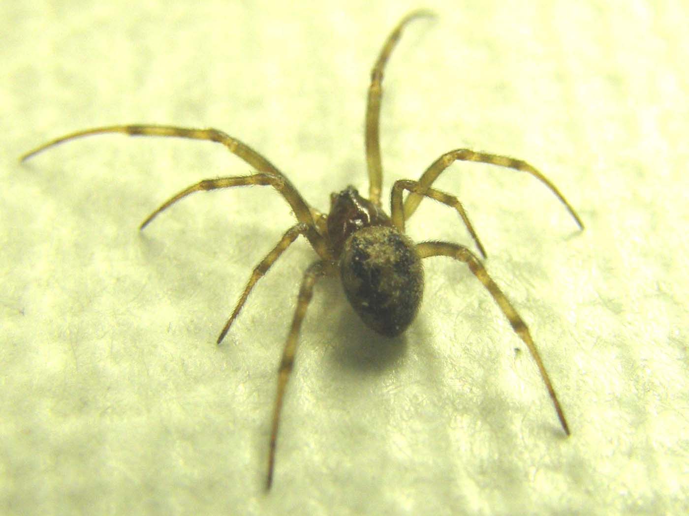 Ancora una...Steatoda triangulosa.