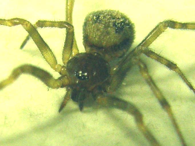 Ancora una...Steatoda triangulosa.