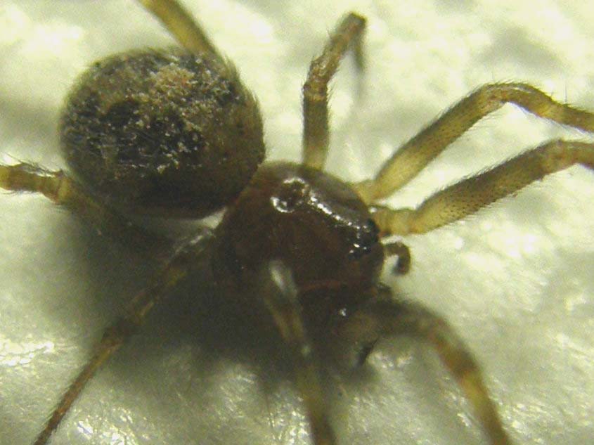 Ancora una...Steatoda triangulosa.