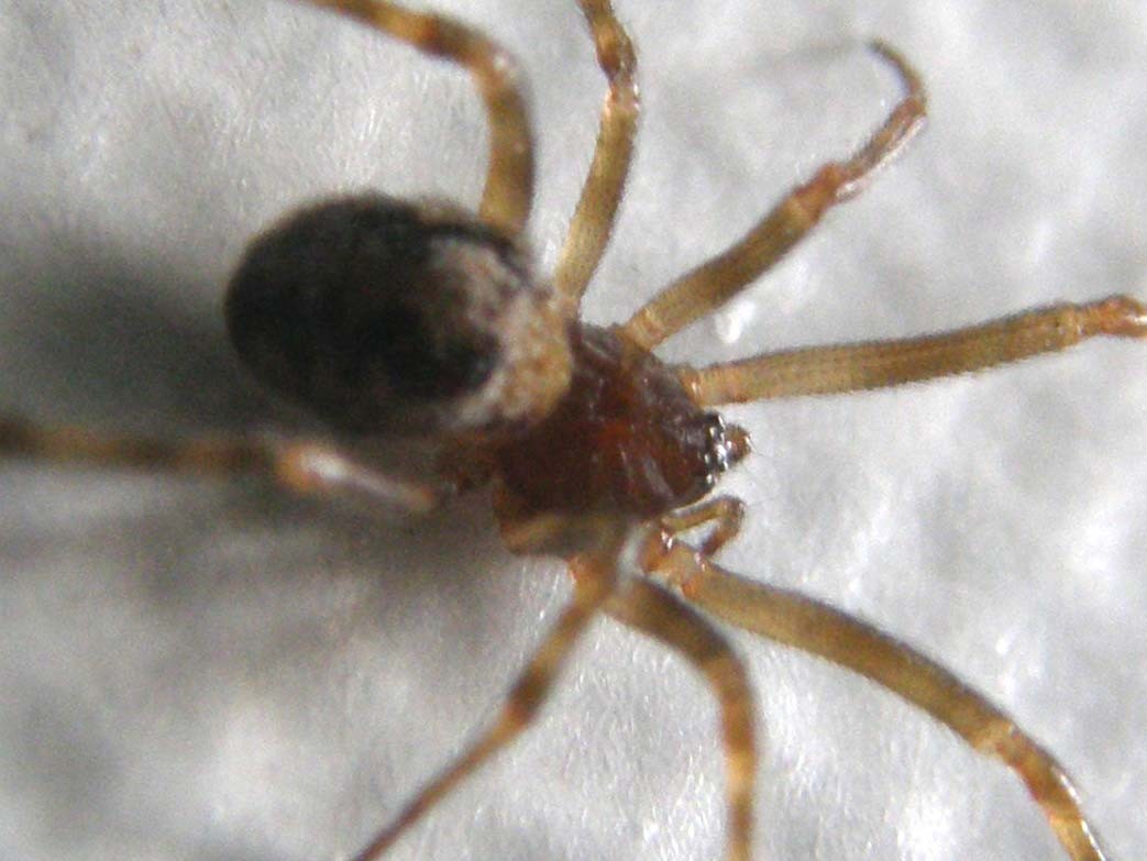 Ancora una...Steatoda triangulosa.