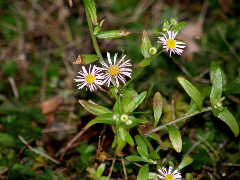 Erigeron annuus