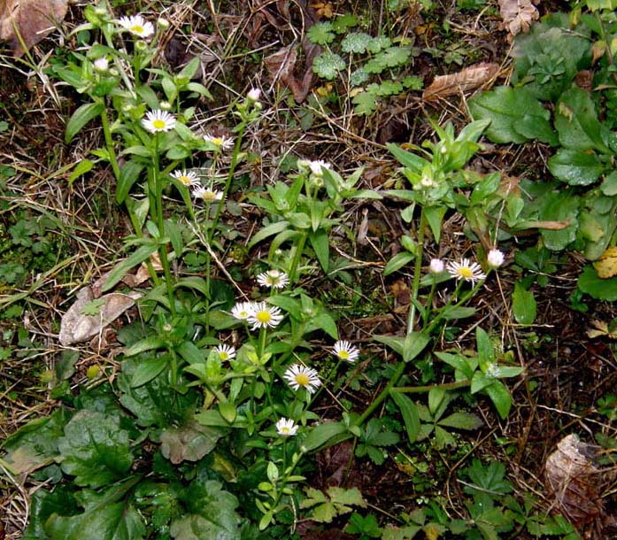 Erigeron annuus