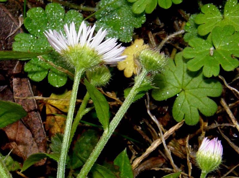 Erigeron annuus