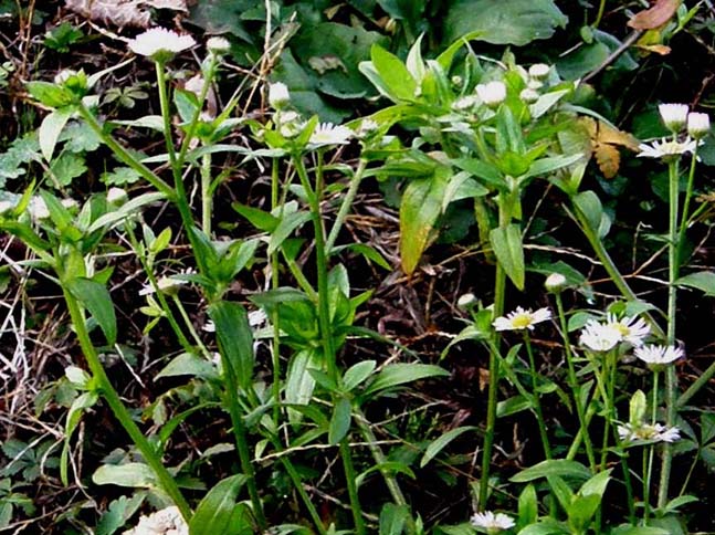 Erigeron annuus