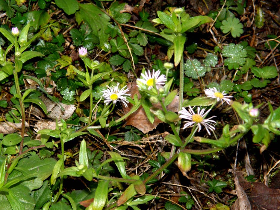 Erigeron annuus