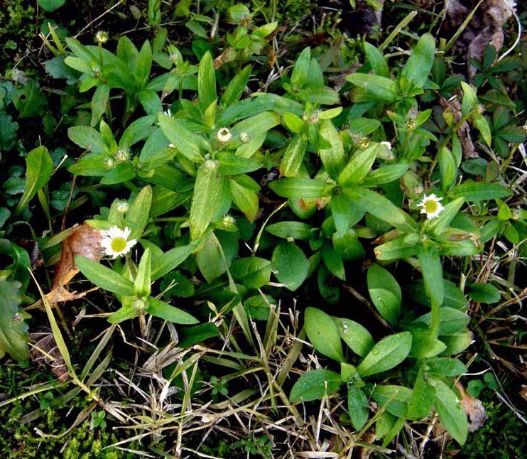 Erigeron annuus