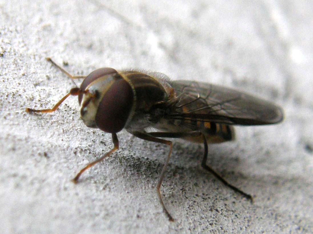 Melanostoma scalare? No Episyrphus balteatus