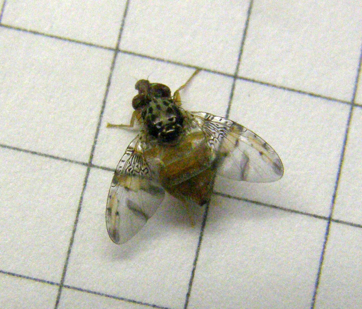 Piccolo dalle ali maculate:   Ceratitis capitata (Tephritidae)