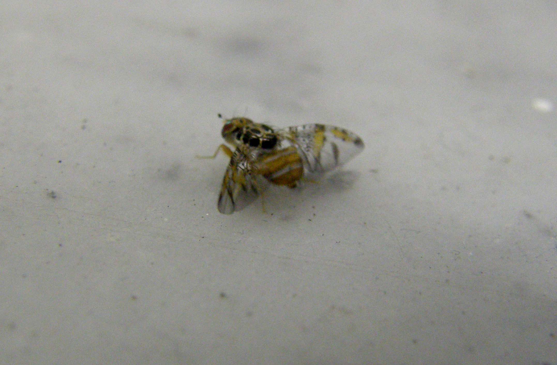 Piccolo dalle ali maculate:   Ceratitis capitata (Tephritidae)