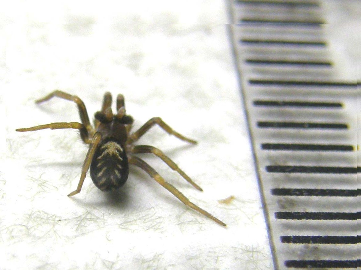 Pritha sagittata