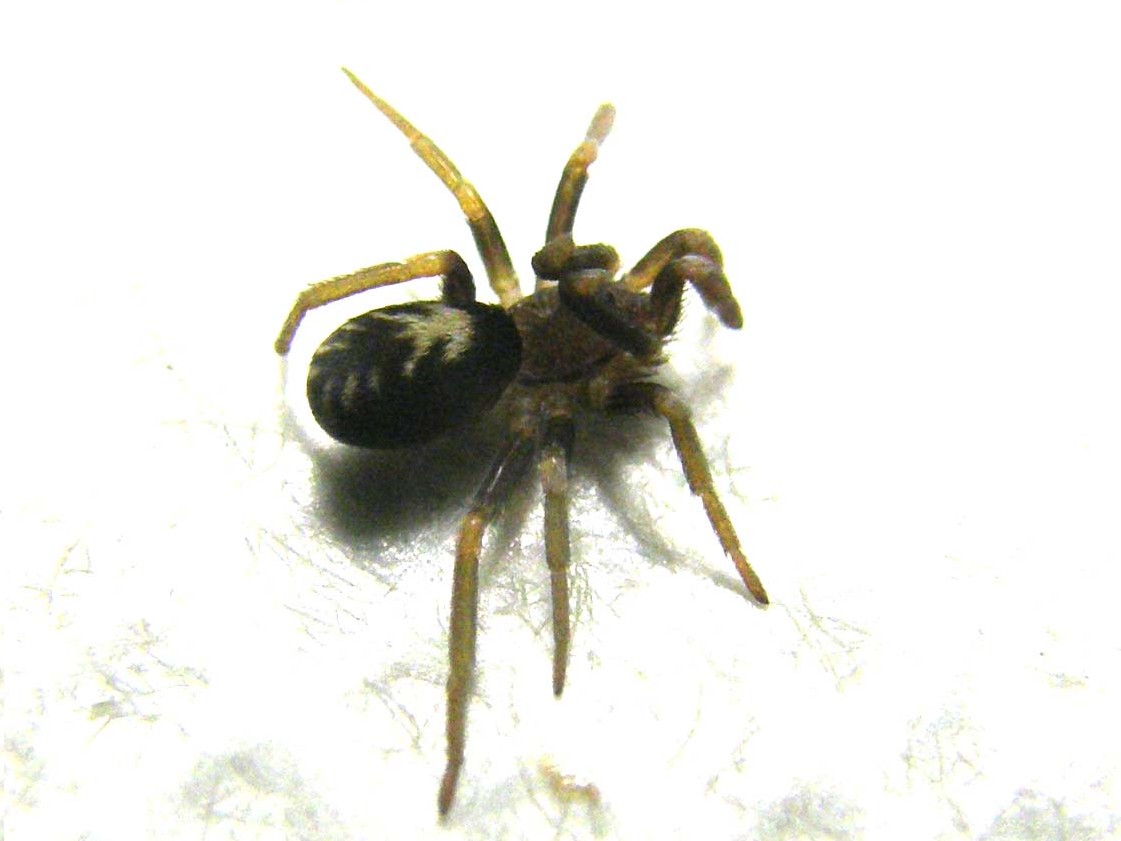 Pritha sagittata