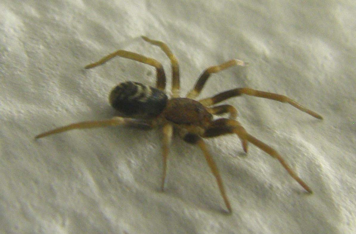 Pritha sagittata