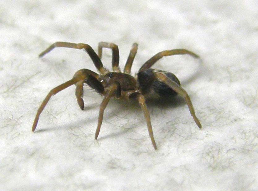 Pritha sagittata