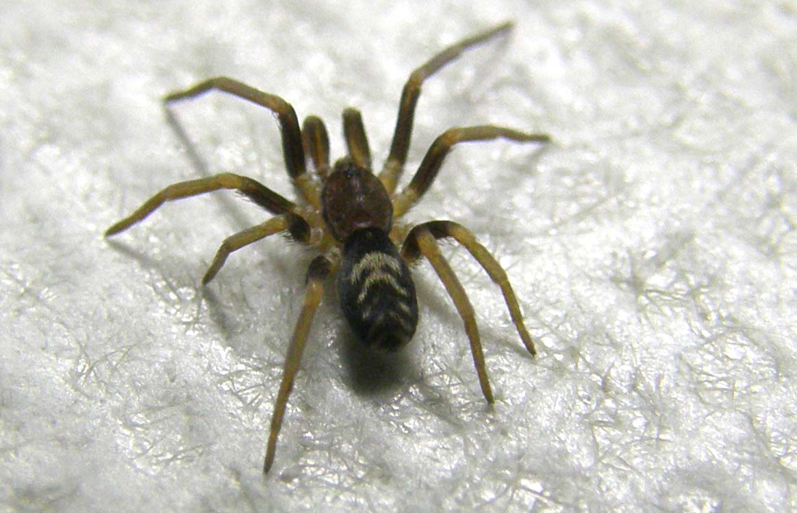 Pritha sagittata