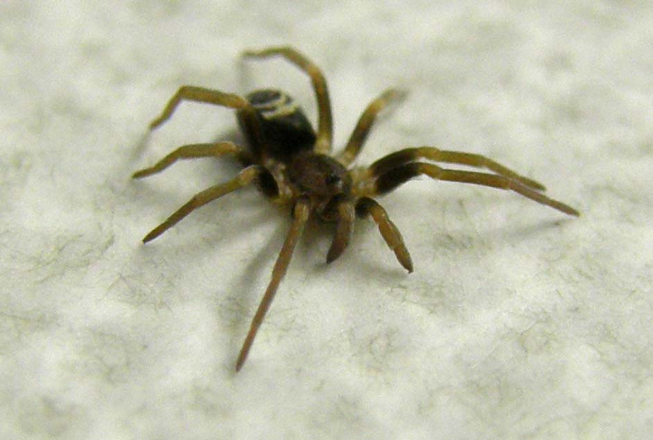 Pritha sagittata