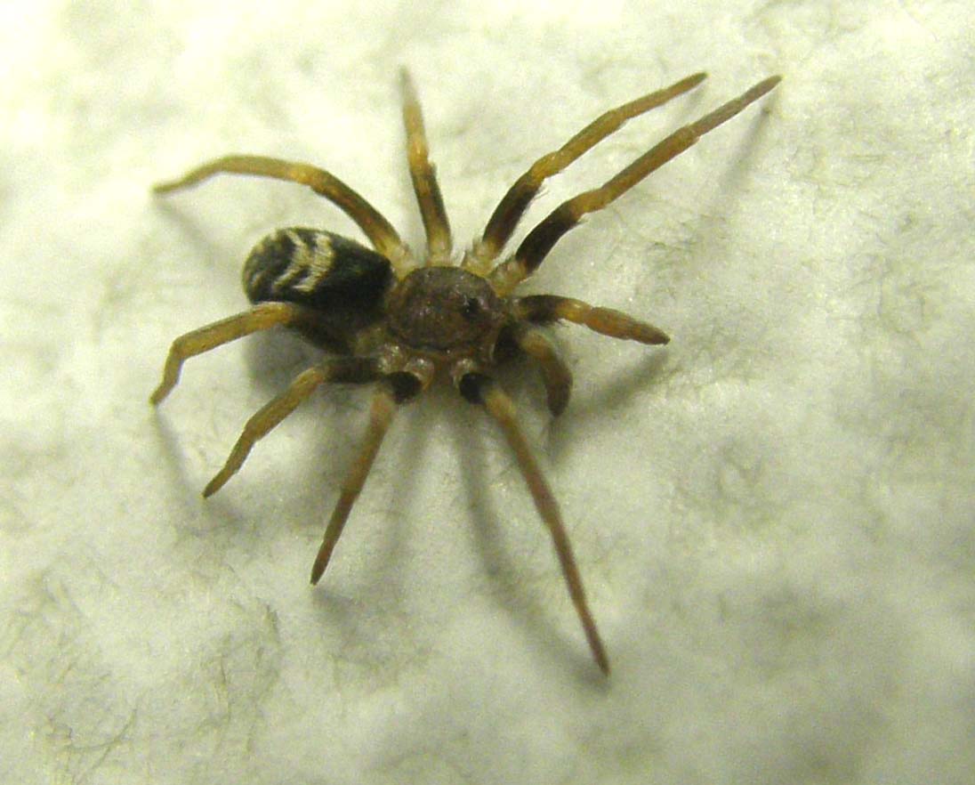 Pritha sagittata