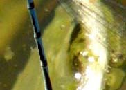 Doppio accoppiamento di Coenagrionidae