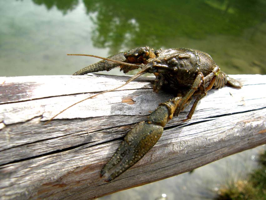 Gambero d''acqua dolce Orconectes limosus