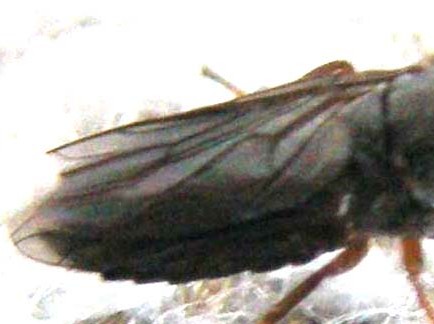 Scenopinus sp. ♀ (Scenopinidae)