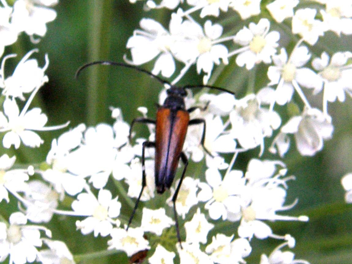 Cerambicidi altoatesini:Gaurotes virginea e Stenurella nigra