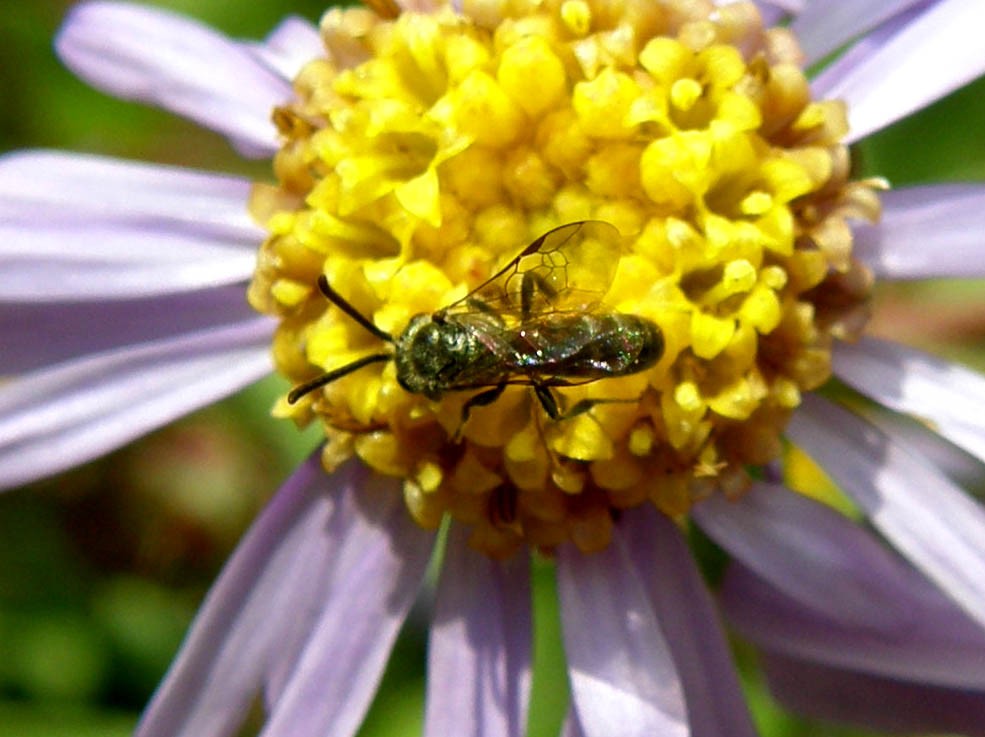 Imenotteri dalle lunghe antenne (Ichneumonidae e Braconidae)