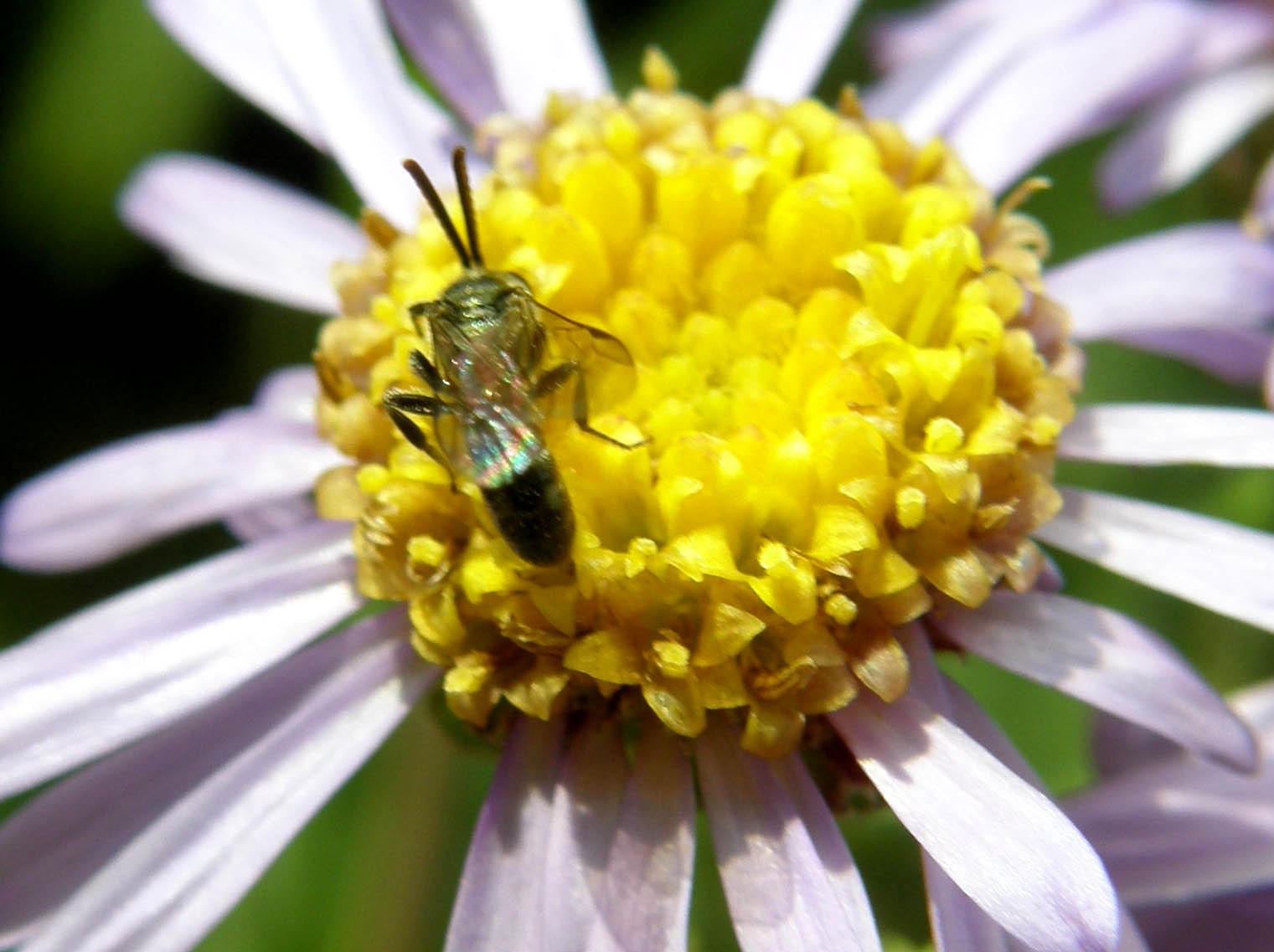 Imenotteri dalle lunghe antenne (Ichneumonidae e Braconidae)