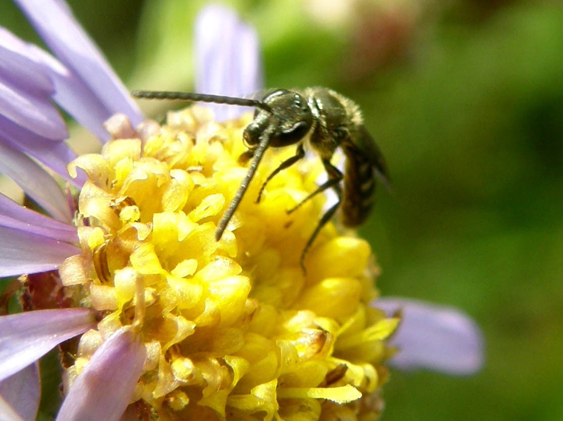 Imenotteri dalle lunghe antenne (Ichneumonidae e Braconidae)
