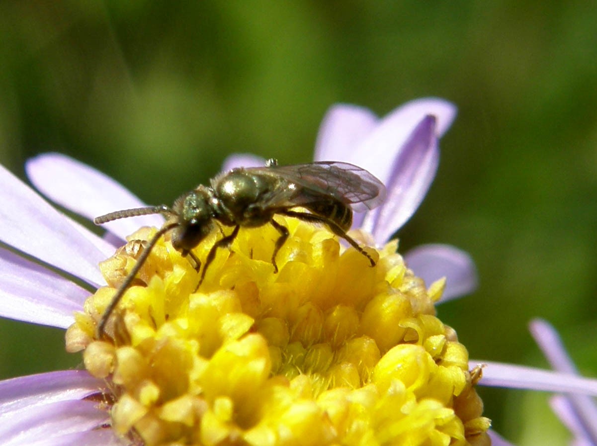 Imenotteri dalle lunghe antenne (Ichneumonidae e Braconidae)