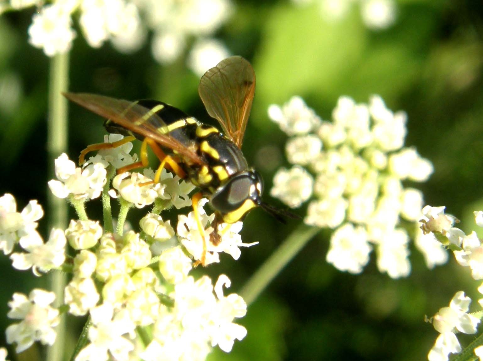 Altri Syrphidae altoatesini