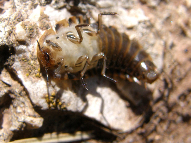 Silpha obscura?  e larva (di Xylodrepa quadripunctata?)