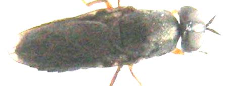 Scenopinus sp. ♀ (Scenopinidae)