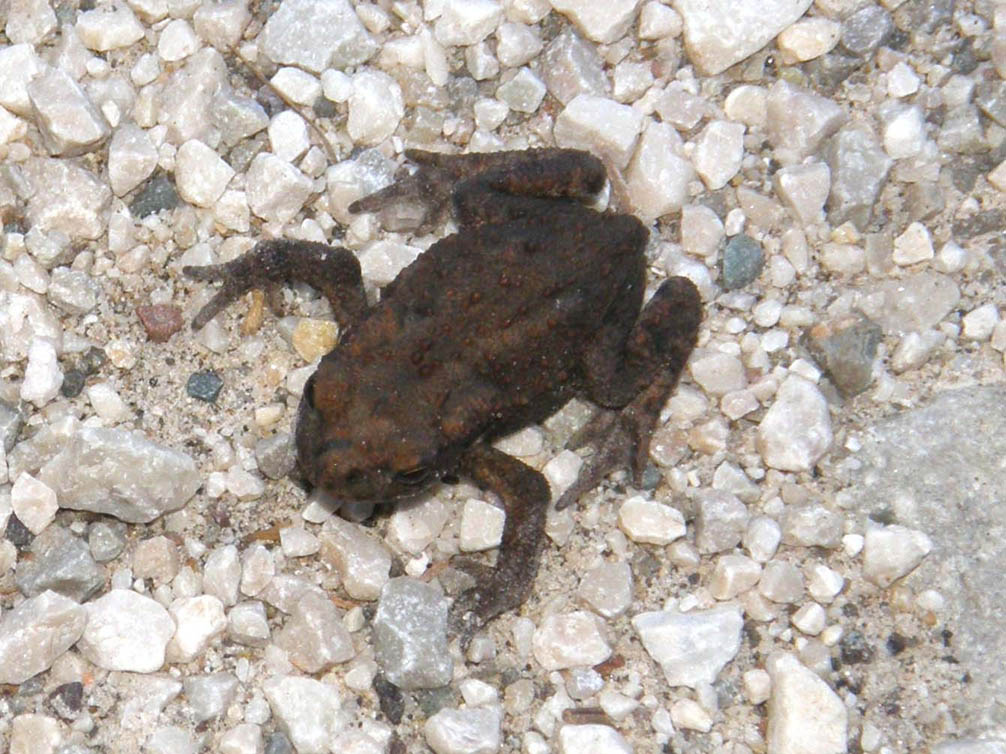 Rospetto altoatesino - Bufo bufo