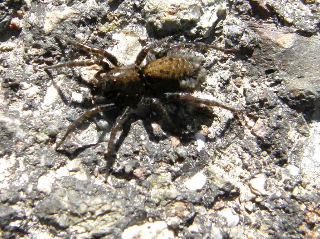 Arctosa leopardus