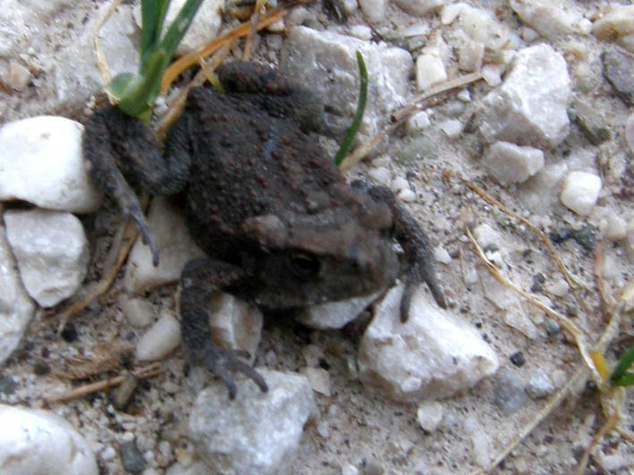 Rospetto altoatesino - Bufo bufo