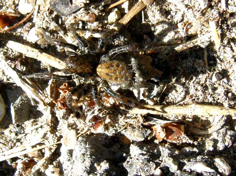 Arctosa leopardus