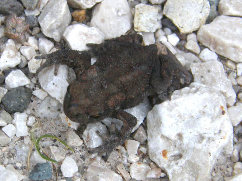 Rospetto altoatesino - Bufo bufo