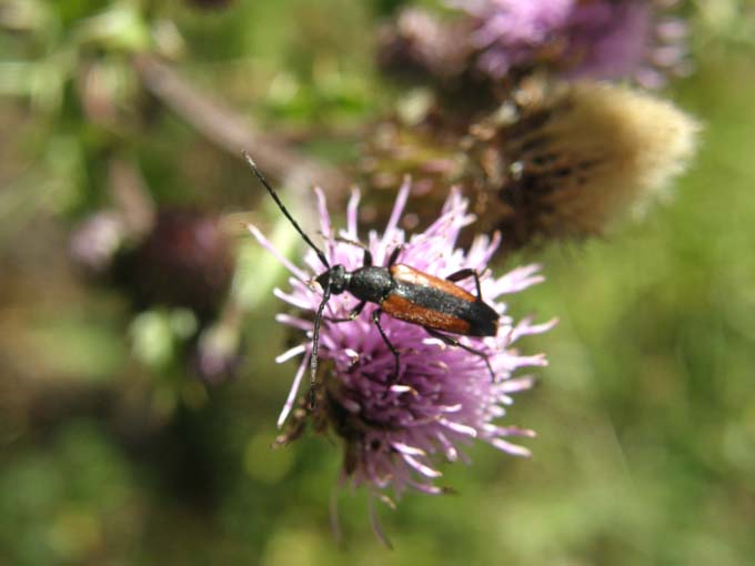 Cerambicidi altoatesini: Stenurella e Paracorymbia