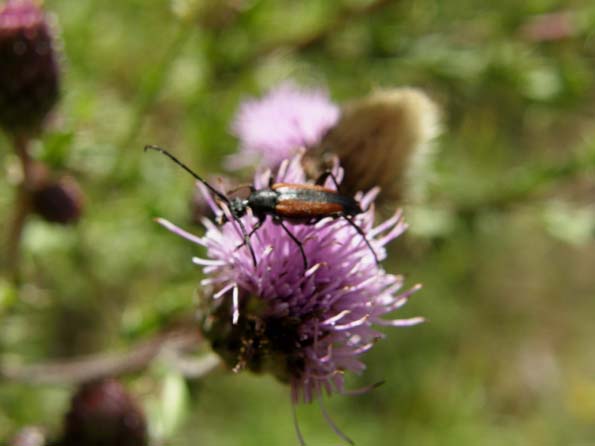 Cerambicidi altoatesini: Stenurella e Paracorymbia