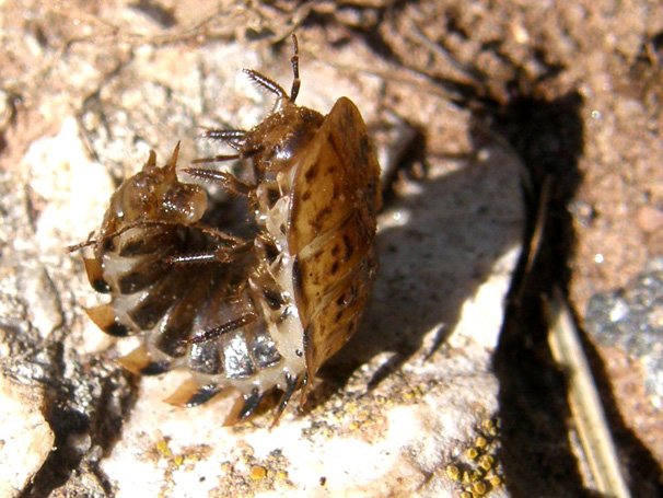 Silpha obscura?  e larva (di Xylodrepa quadripunctata?)