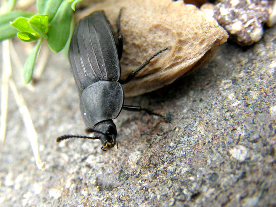 Un altro Silphidae: Silpha tristis