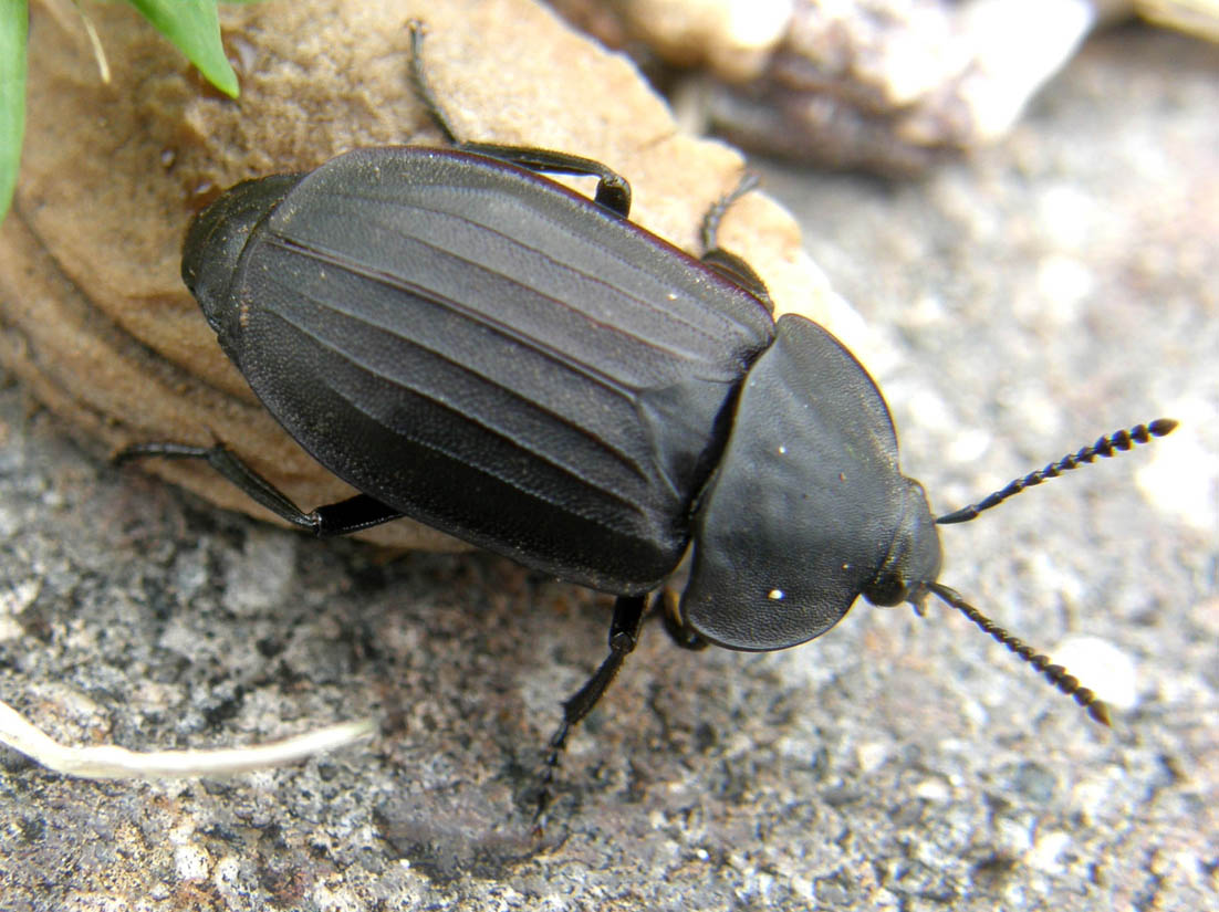 Un altro Silphidae: Silpha tristis