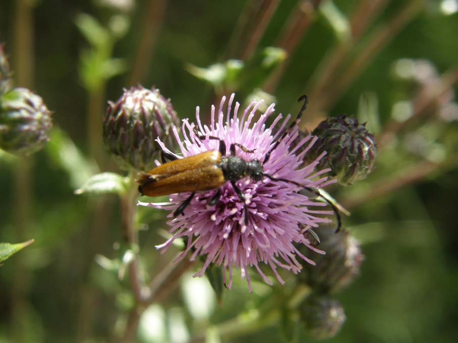 Cerambicidi altoatesini: Stenurella e Paracorymbia