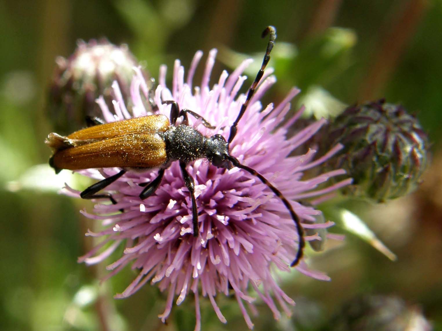 Cerambicidi altoatesini: Stenurella e Paracorymbia