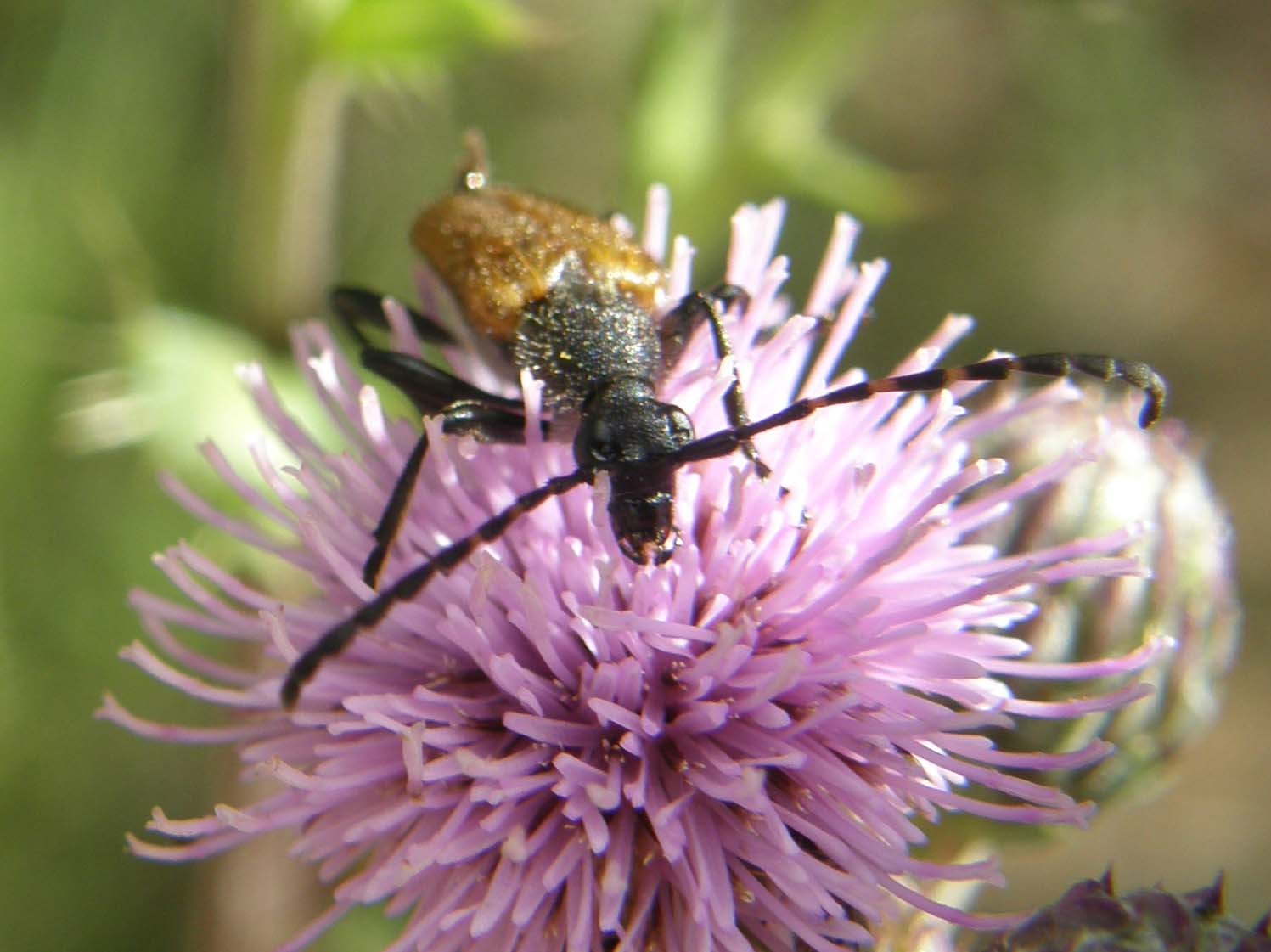 Cerambicidi altoatesini: Stenurella e Paracorymbia