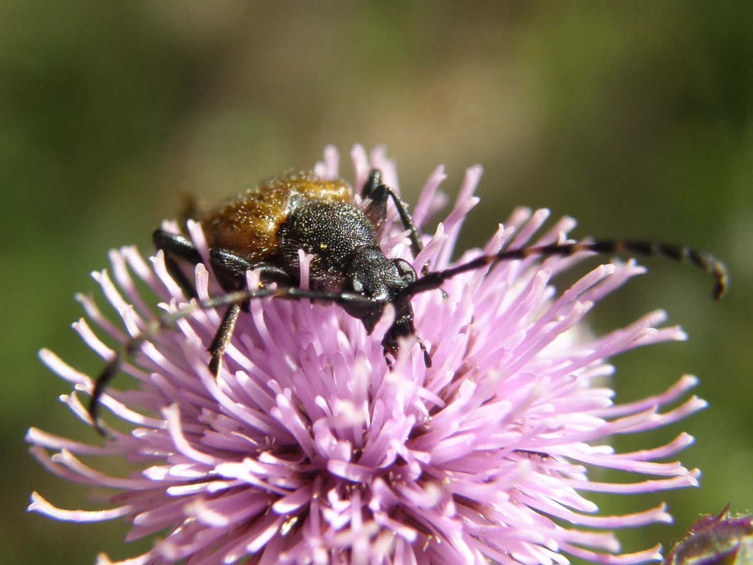 Cerambicidi altoatesini: Stenurella e Paracorymbia