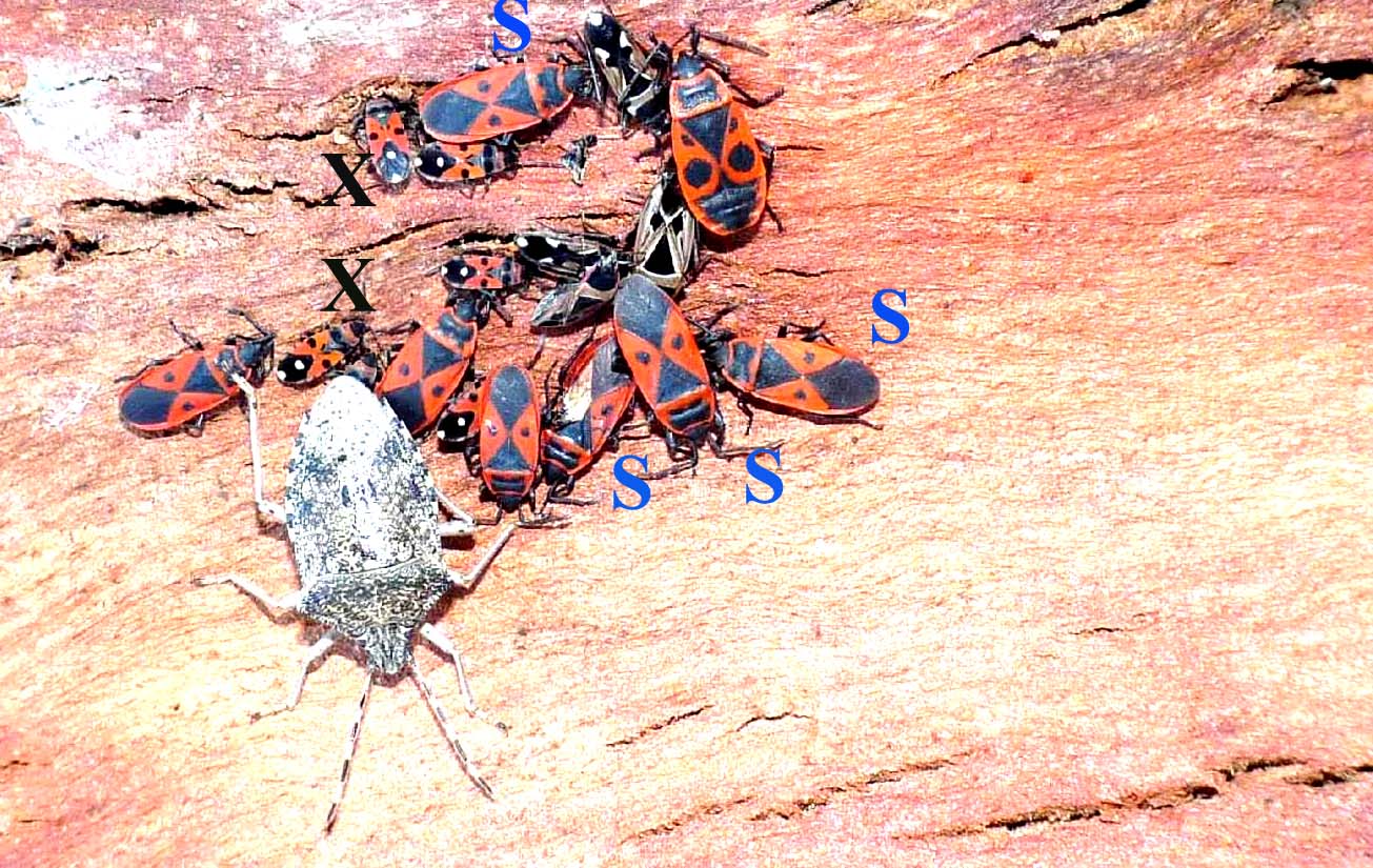 Vari Heteroptera svernanti.