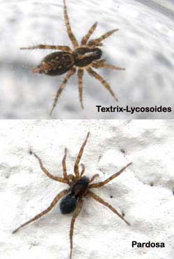 Pardosa sp.