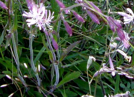 Silene nutans