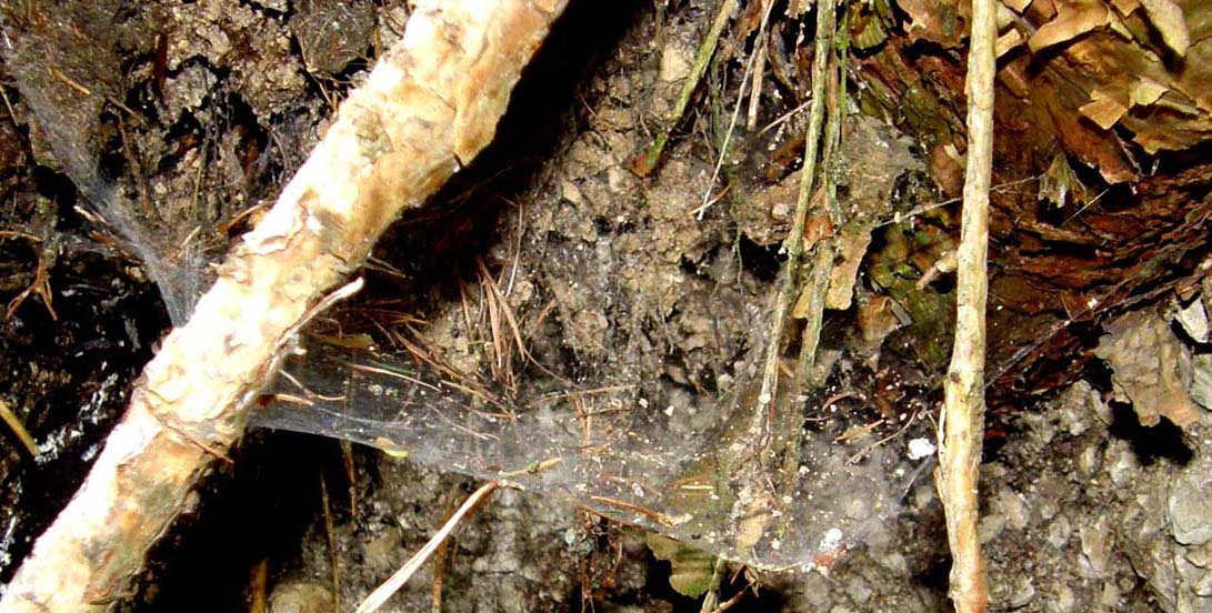 Spessa ragnatela